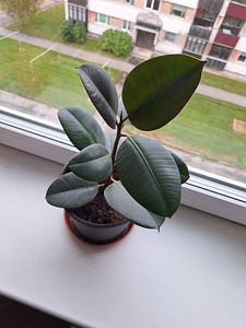 Kummipuu (Ficus elastica) (1 foto / 3)