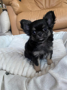 Продаётся очаровательная девочка ЧИХУАХУА 2,5 месяца (5 фото из 8)