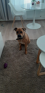 Myydään koira (2 valokuva sivusta 4)