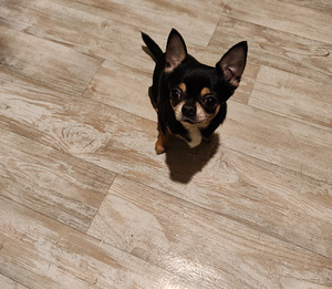 Chihuahua isane paaritamiseks (1 foto / 3)