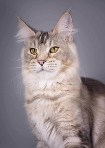 Maine Coon tyttö 4v (1 valokuva sivusta 5)