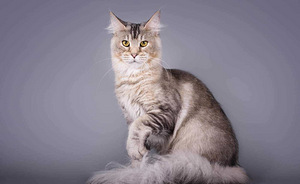 Maine Coon tyttö 4v (4 valokuva sivusta 5)