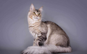 Maine Coon tyttö 4v (5 valokuva sivusta 5)