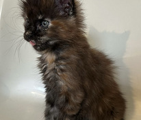 Maine coon tyttö
