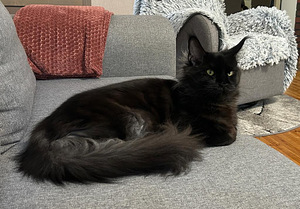 2 puhdasrotuista maine coon tyttö pentua (2 valokuva sivusta 3)