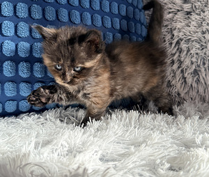 Maine coon. (1 valokuva sivusta 7)