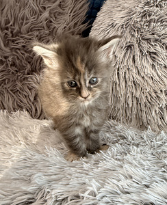 Maine coon. (4 valokuva sivusta 7)