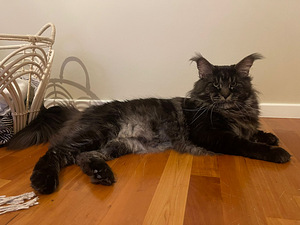 Maine coon. (7 valokuva sivusta 7)