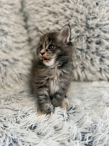 Maine coon. (2 valokuva sivusta 5)