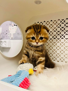 Скоттиш фолд (2 фото из 4)
