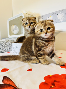 Скоттиш фолд (3 фото из 4)