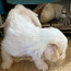 Hiina harjas koer - hiina harjas (foto #3)