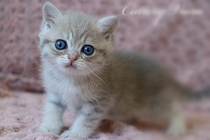 Британский котенок (3 фото из 3)
