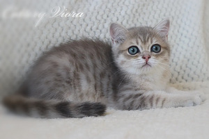 Британский котенок (3 фото из 3)