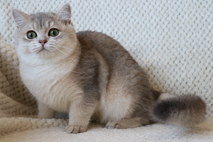 Британский котенок (2 фото из 3)