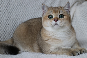 Британский котенок (2 фото из 3)