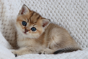 Британский котенок