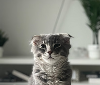 Scottish fold x maine coon kissanpenttu