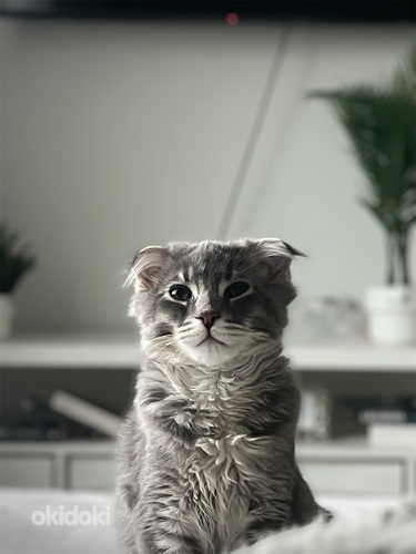 Scottish fold x maine coon kissanpenttu