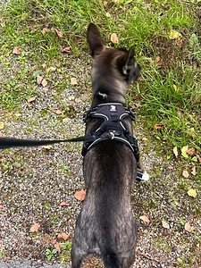 Sekarotuinen/saksanpaimenkoira mix Luna (3 valokuva sivusta 7)