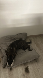 Sekarotuinen/saksanpaimenkoira mix Luna (4 valokuva sivusta 7)