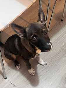 Sekarotuinen pentu etsii uutta kotia (5 valokuva sivusta 5)