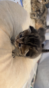 Suloiset, Leikkisät Kissanpennut Etsivät Rakastavia Kotia (1 valokuva sivusta 7)