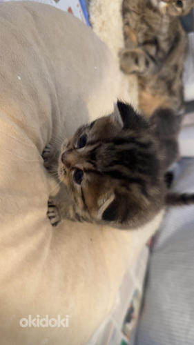 Suloiset, Leikkisät Kissanpennut Etsivät Rakastavia Kotia