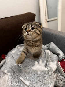 Scottish fold/ siperia (1 valokuva sivusta 4)