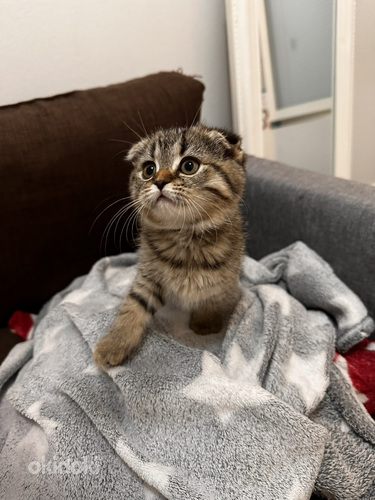 Scottish fold/ siperia