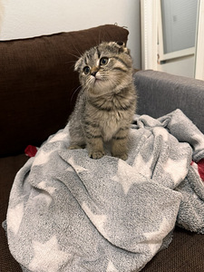 Coco etsii omaa kotia (1 valokuva sivusta 3)