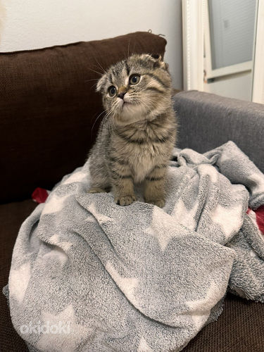 Coco etsii omaa kotia