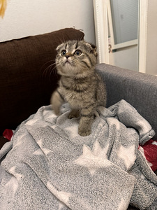 Coco etsii omaa kotia (2 valokuva sivusta 3)