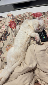 Kissan pentu (1 valokuva sivusta 4)