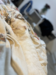 4kk kissa etsii omaa kotia (1 valokuva sivusta 5)