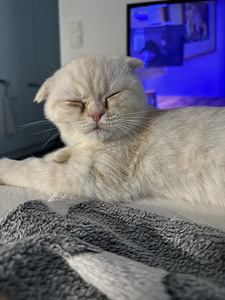 4kk kissa etsii omaa kotia (2 valokuva sivusta 5)