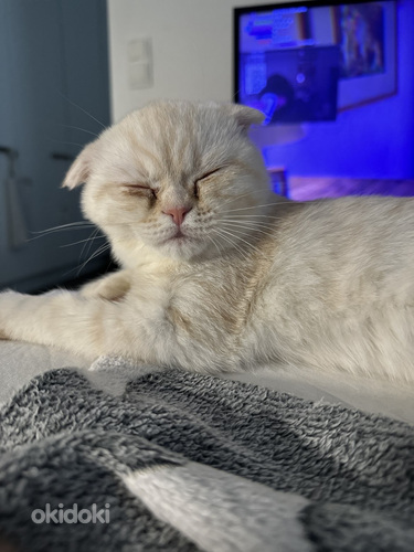 4kk kissa etsii omaa kotia