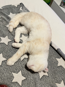 4kk kissa etsii omaa kotia (5 valokuva sivusta 5)