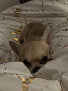 Tõutunnistusega isane chihuahua otsib pruuti (2 foto / 2)