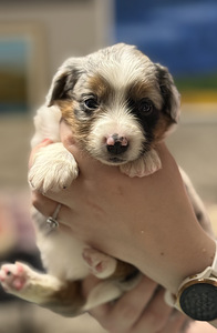 Pieniamerikanpaimenkoira (3 valokuva sivusta 7)