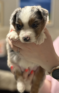 Pieniamerikanpaimenkoira (4 valokuva sivusta 7)