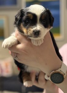 Pieniamerikanpaimenkoira (6 valokuva sivusta 7)