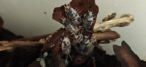 Изоподы "Dairy cow" (Porcellio Laevis) (2 фото из 2)