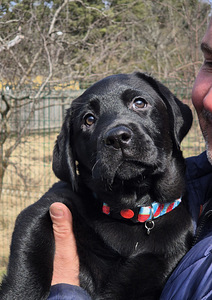 Labrador
