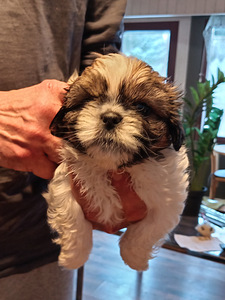 Shih tzu-pentu