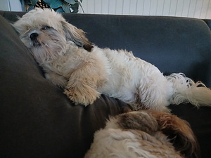 Shih tzu-uros (1 valokuva sivusta 1)