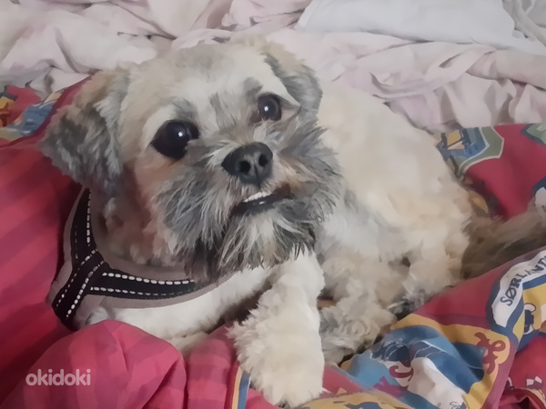 Lhasa Apso