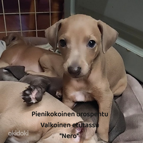 Italianvinttikoira pennut (3 sivusta 3)