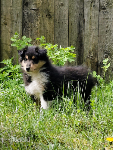 Pikakarvaline collie kutsikas