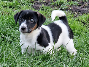 Jack Russell Terier puppy